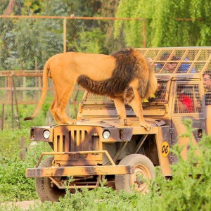 Tour Parque Safari