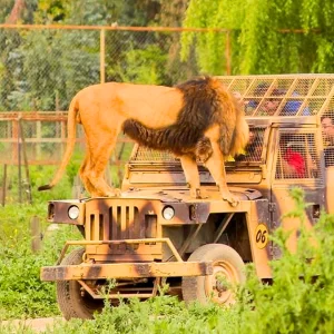 Parque Safari